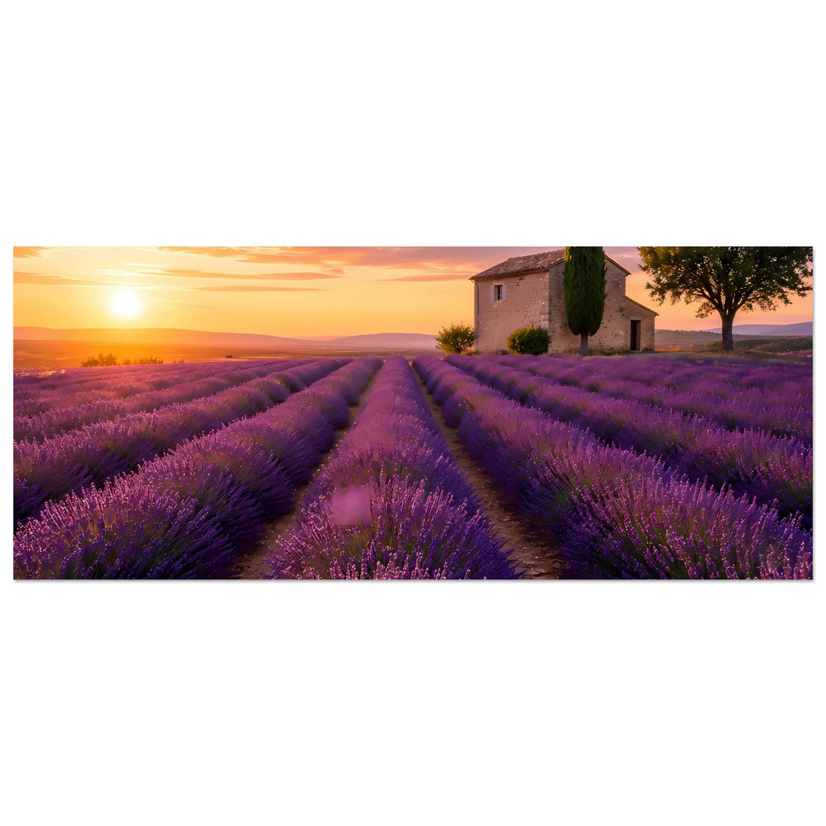 Lavendel-Feld Poster im Querformat mit Sonnenuntergang, lila Lavendelreihen vorn