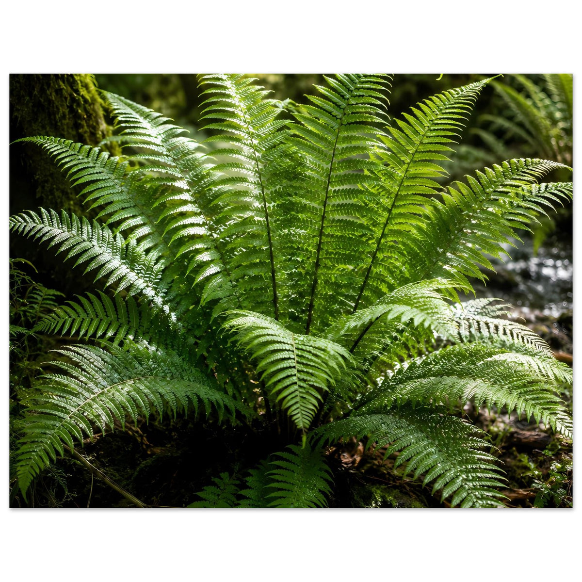 Naturposter mit grünen Farnwedeln, seitliche Wedel weit ausladend