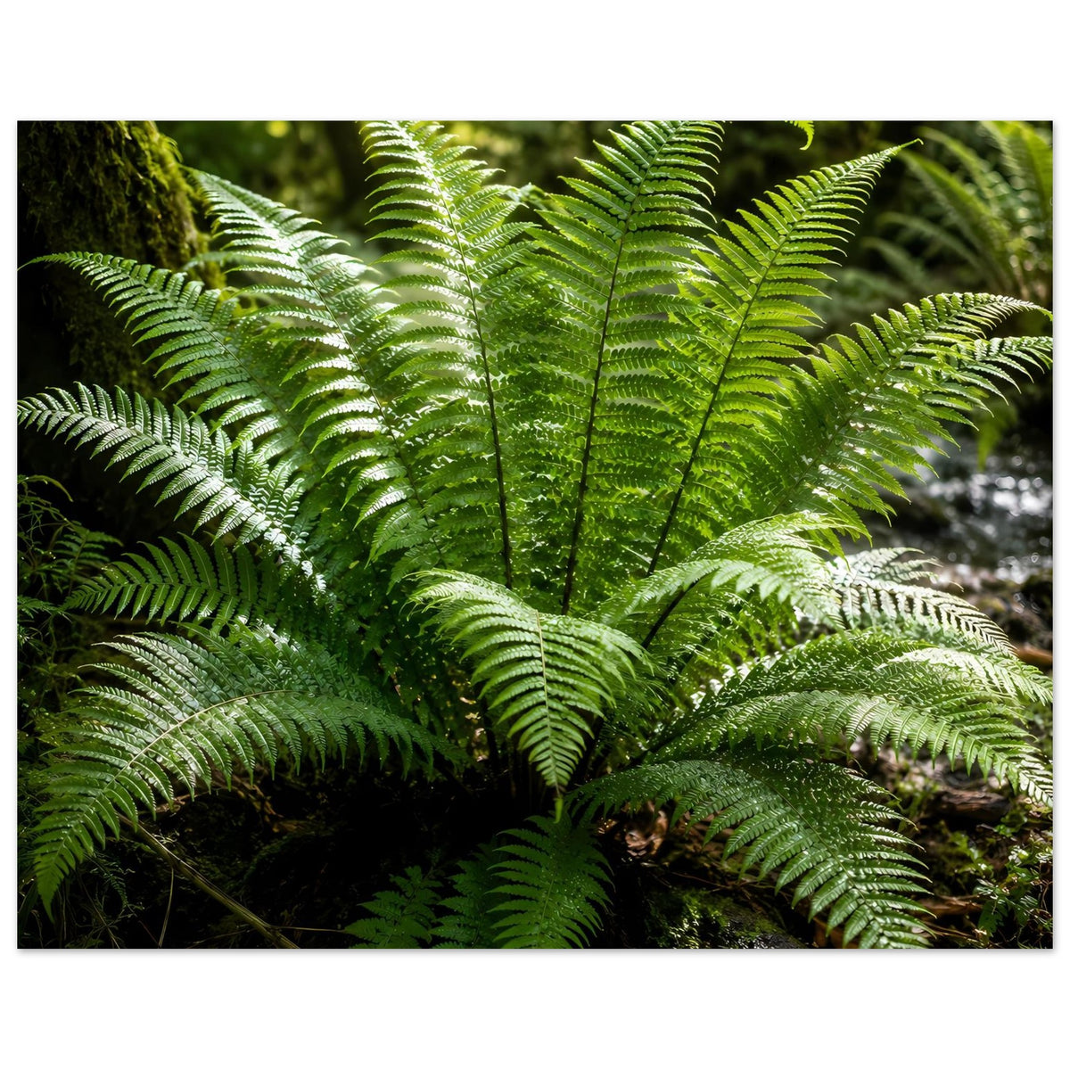 Rechteckiges Naturposter: grüne Farnwedel mit mittlerer Rosette und ausgefransten Wedelspitzen