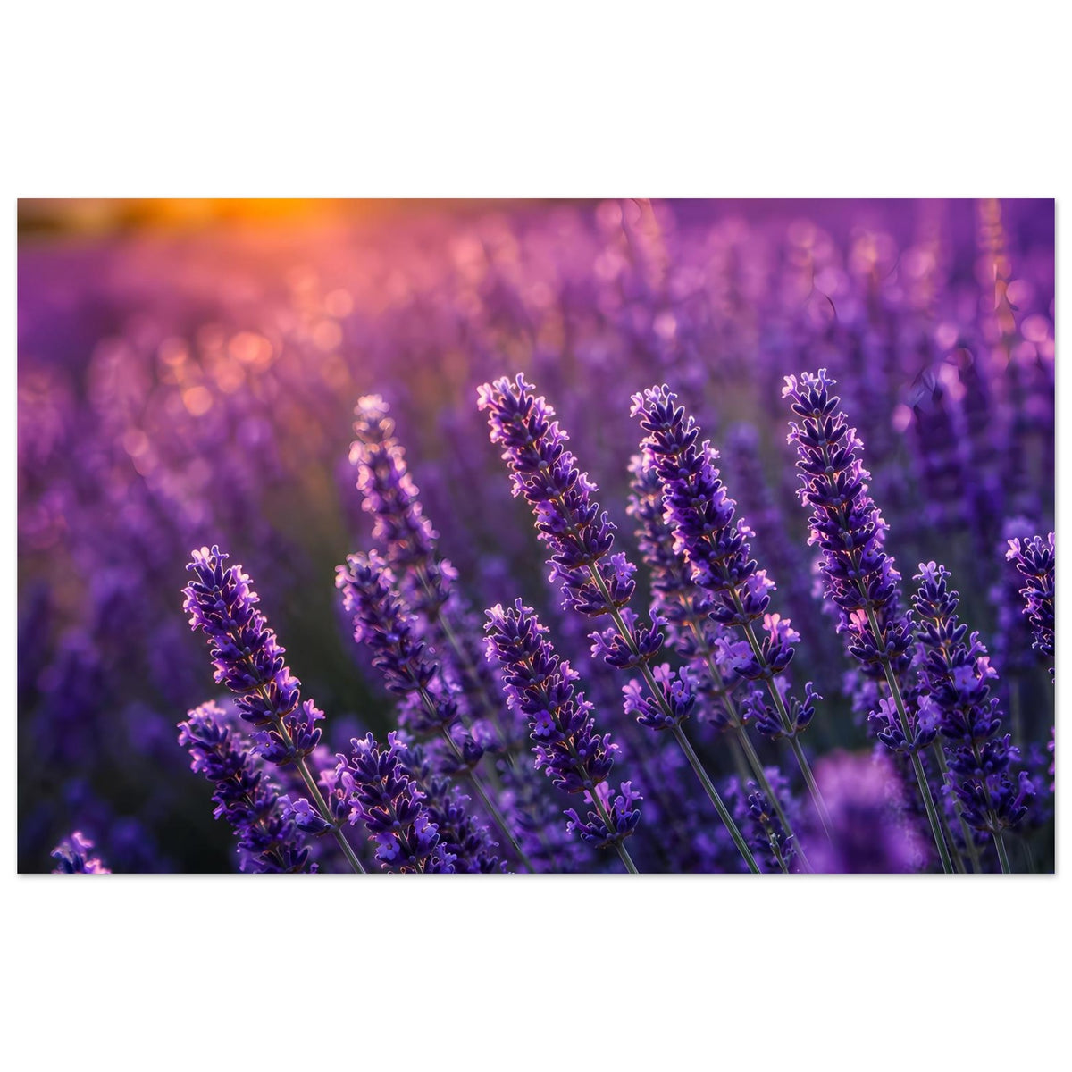 Lavendel-Sonnenuntergang Poster: violette Lavendelblüten vor warmem Sonnenuntergang