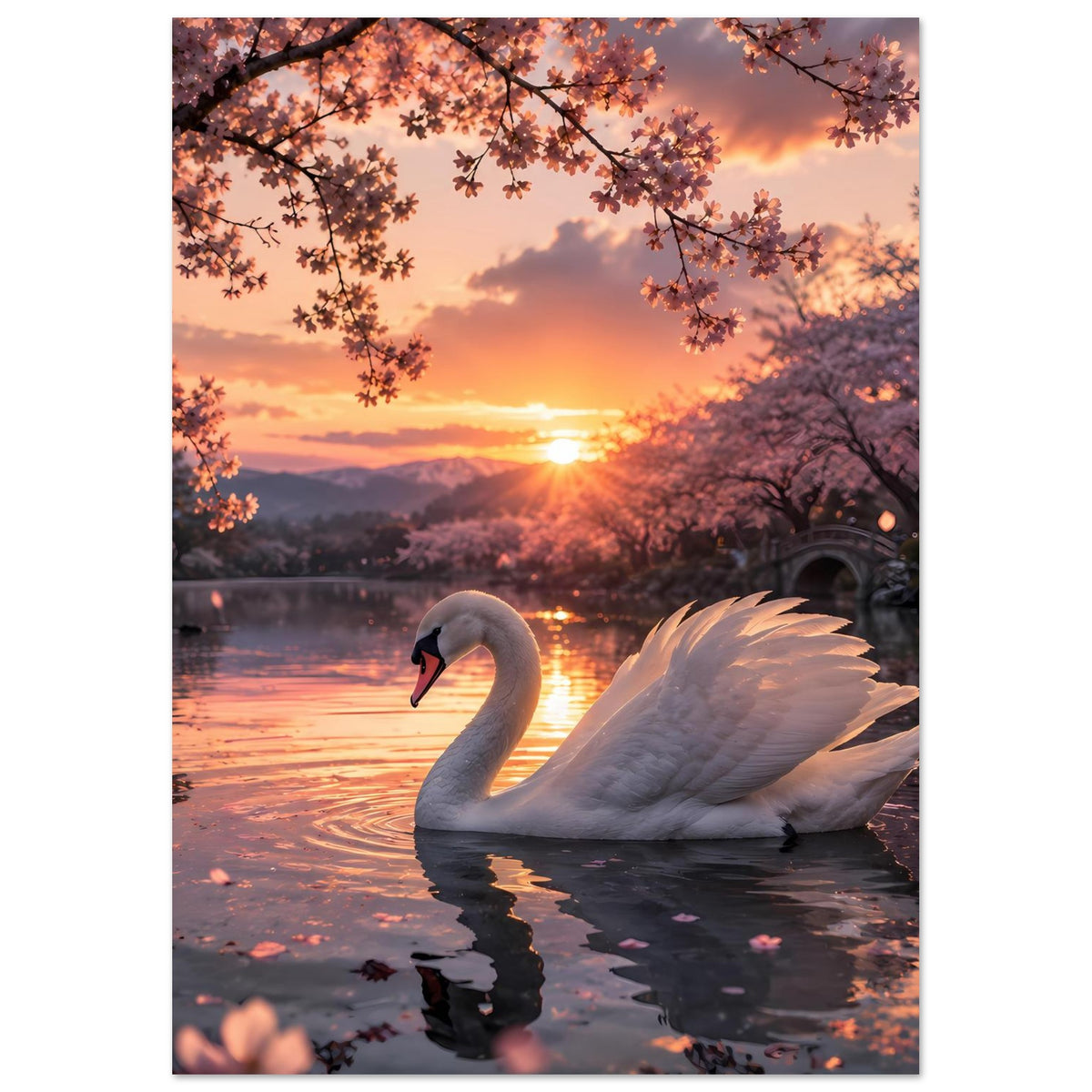 Poster mit Schwan im Wasser, warmes Licht der untergehenden Sonne und blühende Baumkronen