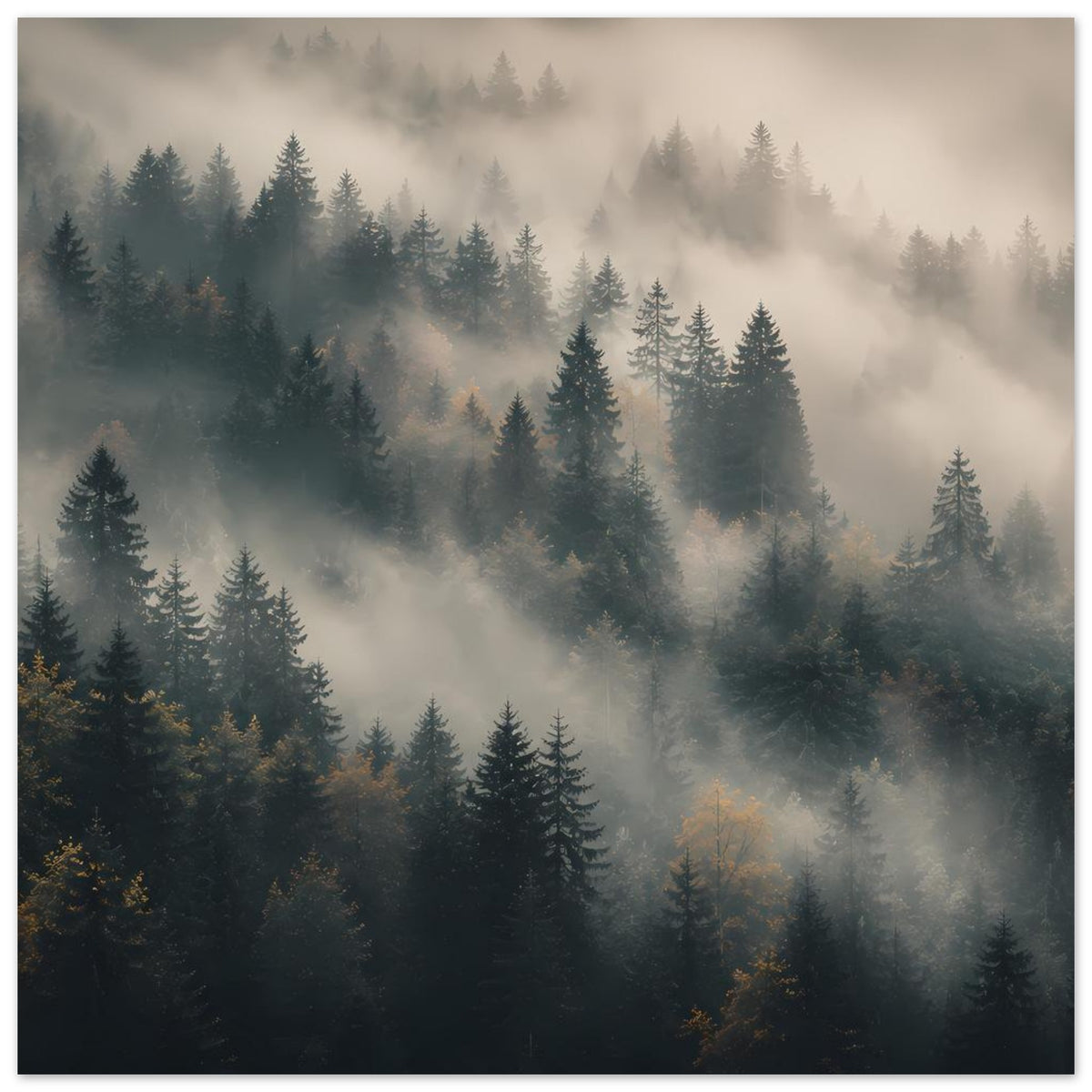 Waldposter mit Tannen und Nebel, ruhige Landschaft mit sichtbaren Baumgruppen