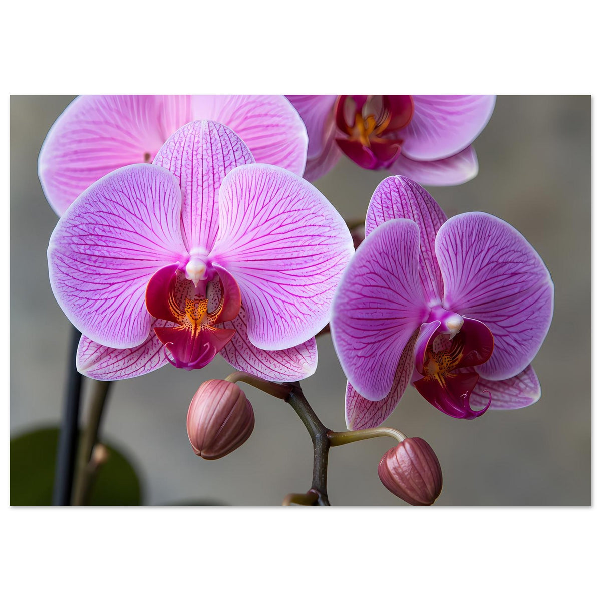 Orchideen-Porträtposter, Zuschnitt auf Blüten: rosa-lila Orchideenblüten und Knospen