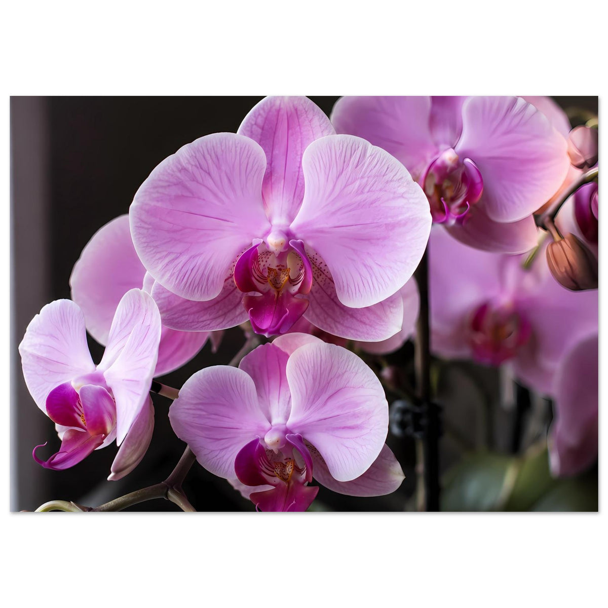 Orchideenblüten-Poster Querformat: mehrere pastellrosa Phalaenopsis-Blüten