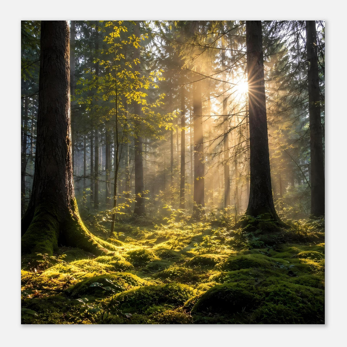 Horizontales Poster Wald: Sonnenstrahlen durch Baumkronen, grüne Moospolster im Vordergrund