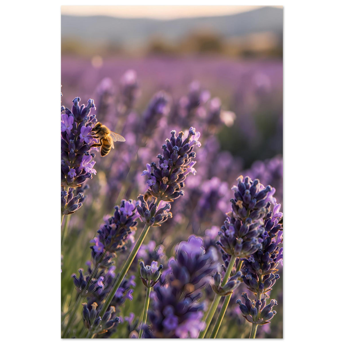 Poster mit Lavendelblüten und Biene, vertikale Nahaufnahme