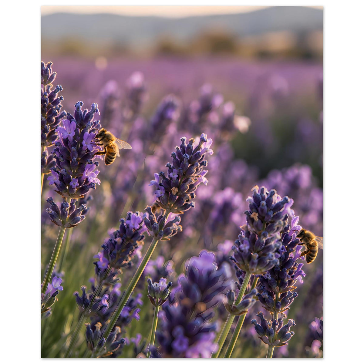Poster mit Lavendelblüten und Biene, vertikal mit weichem Hintergrund
