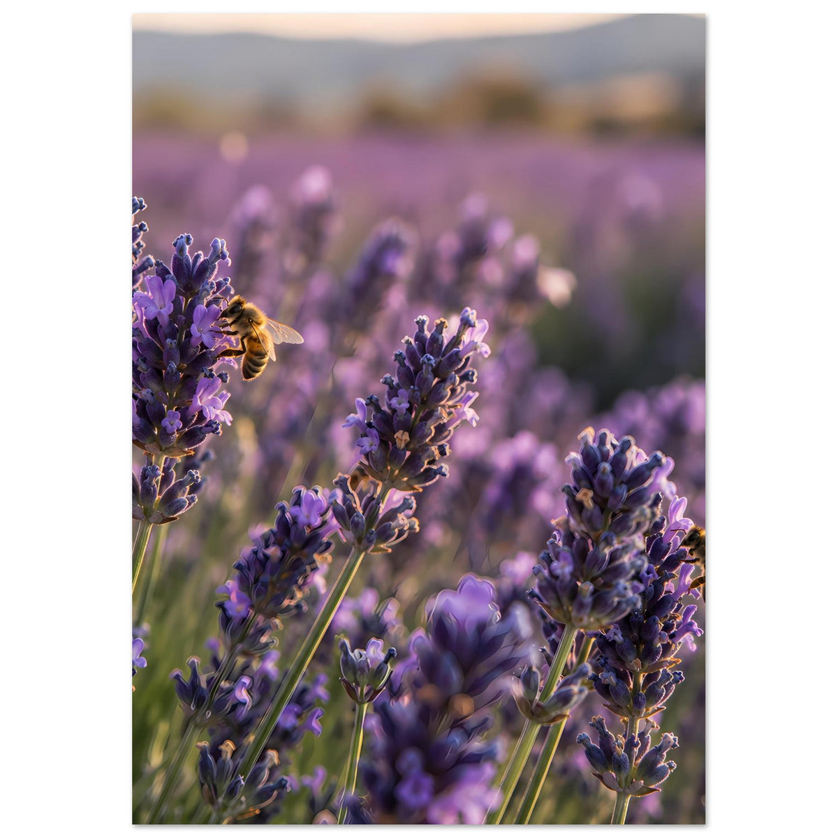 Lavendelblüten-Poster, Nahansicht violetter Blütenähren mit gelben Insekten