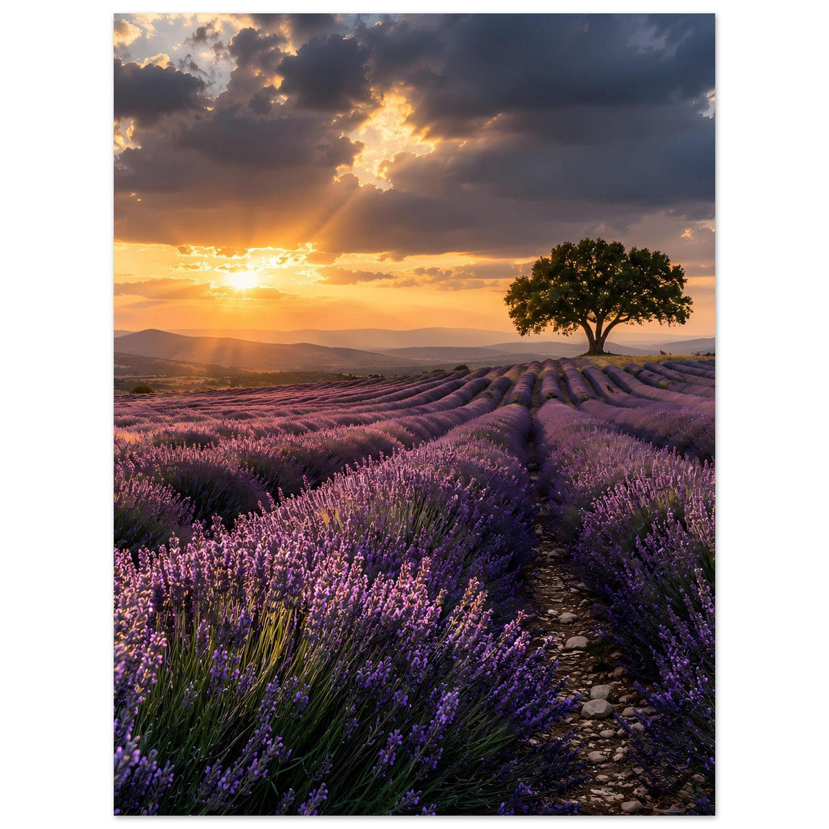 Poster mit Lavendelfeldern im Sonnenuntergang, Baum rechts am Horizont und Pfad im Bild