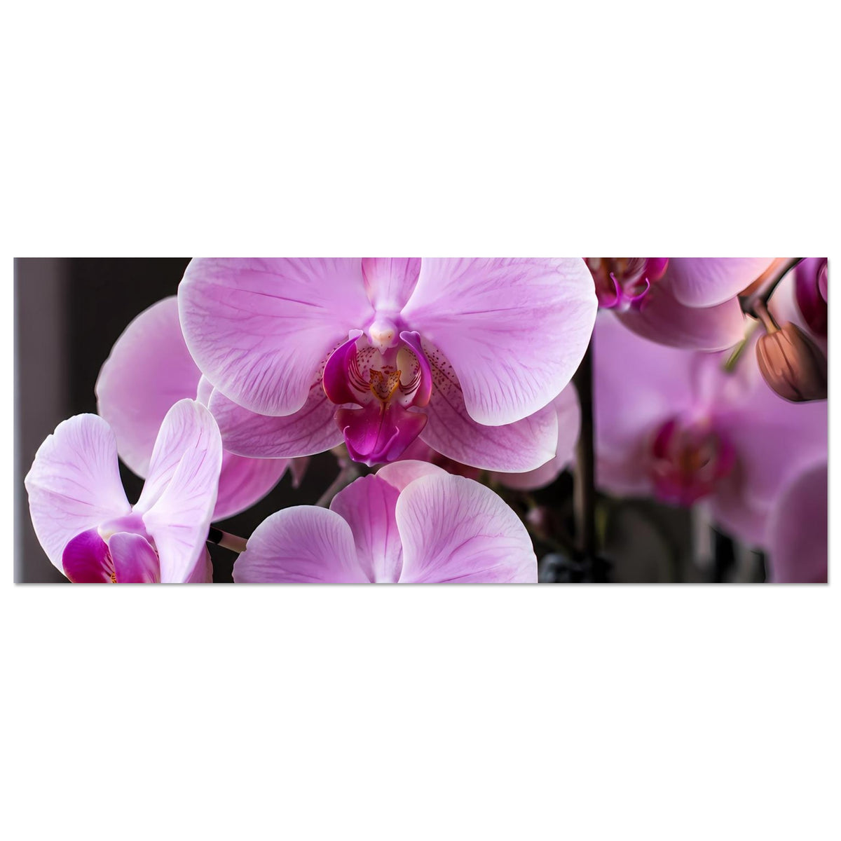 Orchideenblüten-Poster, horizontales Motiv mit violett-rosa Phalaenopsis im Anschnitt