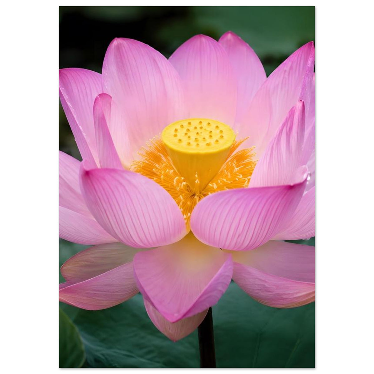 Lotusblüten-Poster: rosa Blüte mit gelber Mitte, mittlerer Nahausschnitt