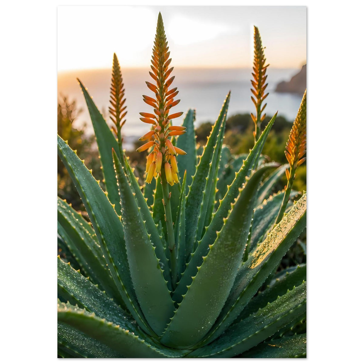 Poster mit Aloe-Blüten: zentraler Rosettenaufbau aus grünen Blättern