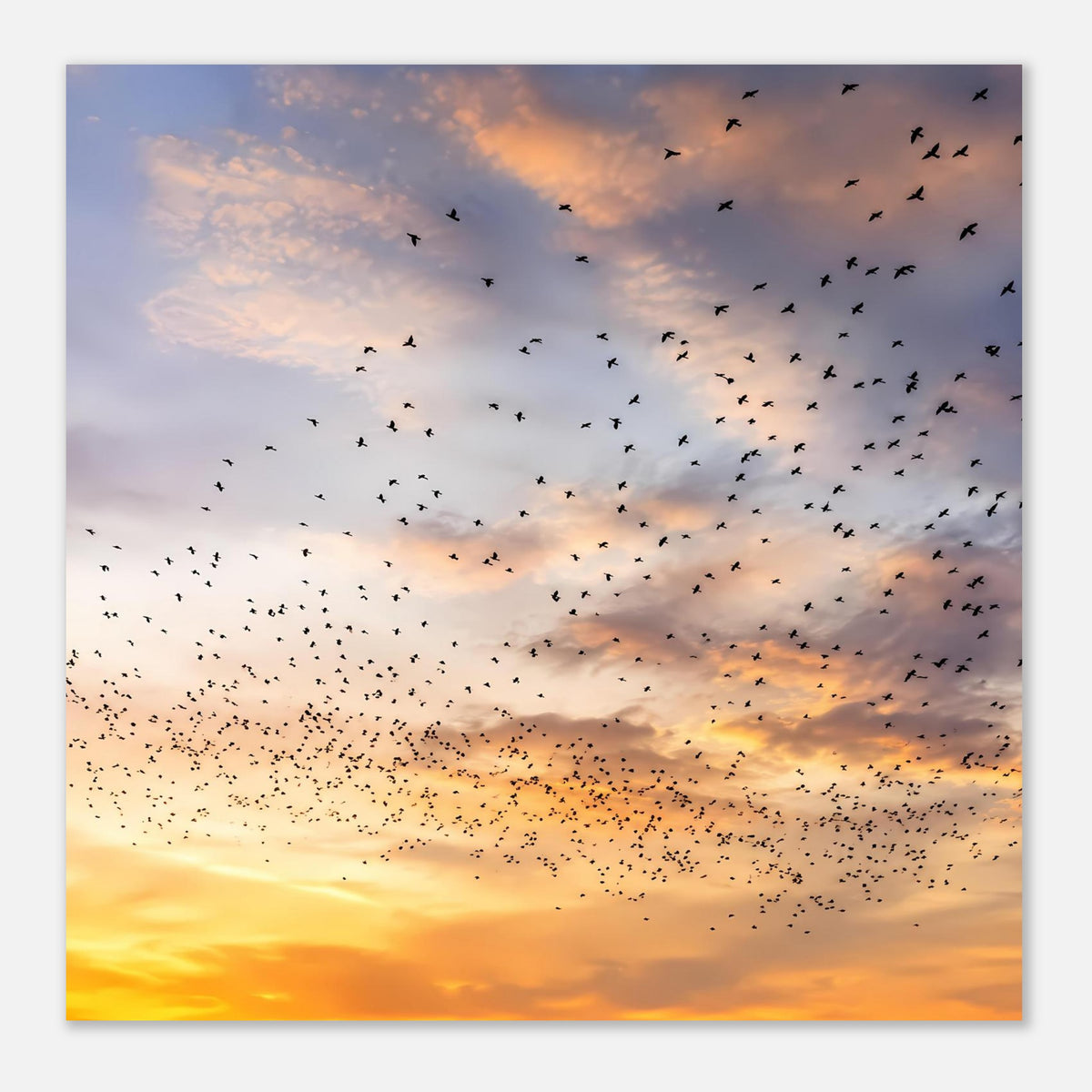 Kunstdruckposter: Vogelschwarm in der Dämmerung, Abendhimmel in Blau und Goldtönen