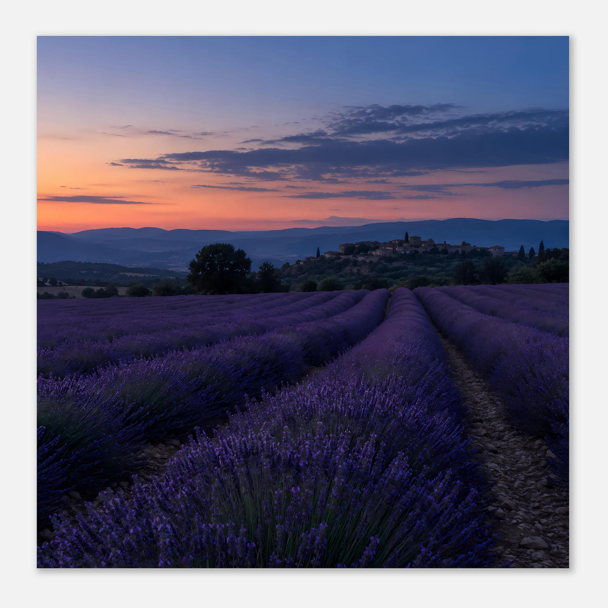 Quadratisches Poster mit Lavendelfeld und Sonnenuntergangshimmel, Blau- und Orangetöne