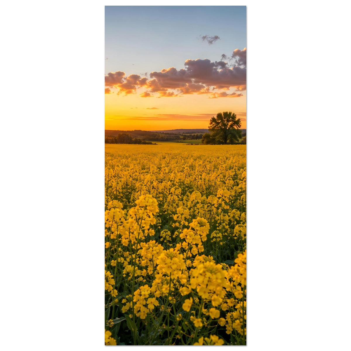 Vertikales Landschaftsposter mit gelbem Blütenfeld, untergehender Sonne und Wolkenhimmel