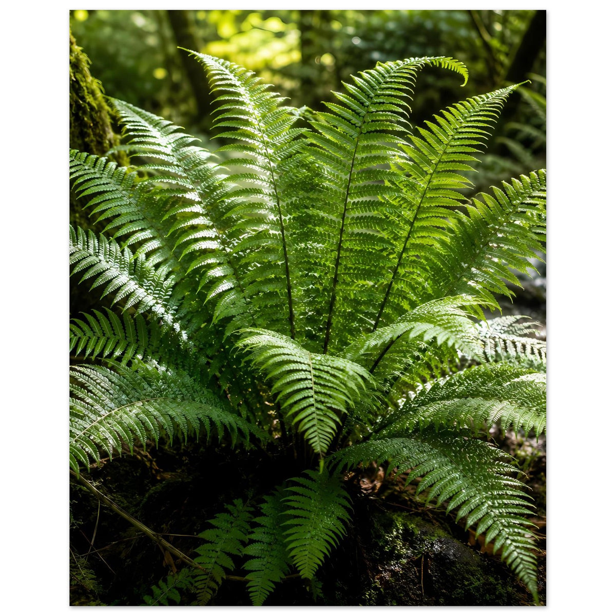 Naturposter mit grünen Farnwedeln, zentraler Wedel und radial angeordnete Blätter