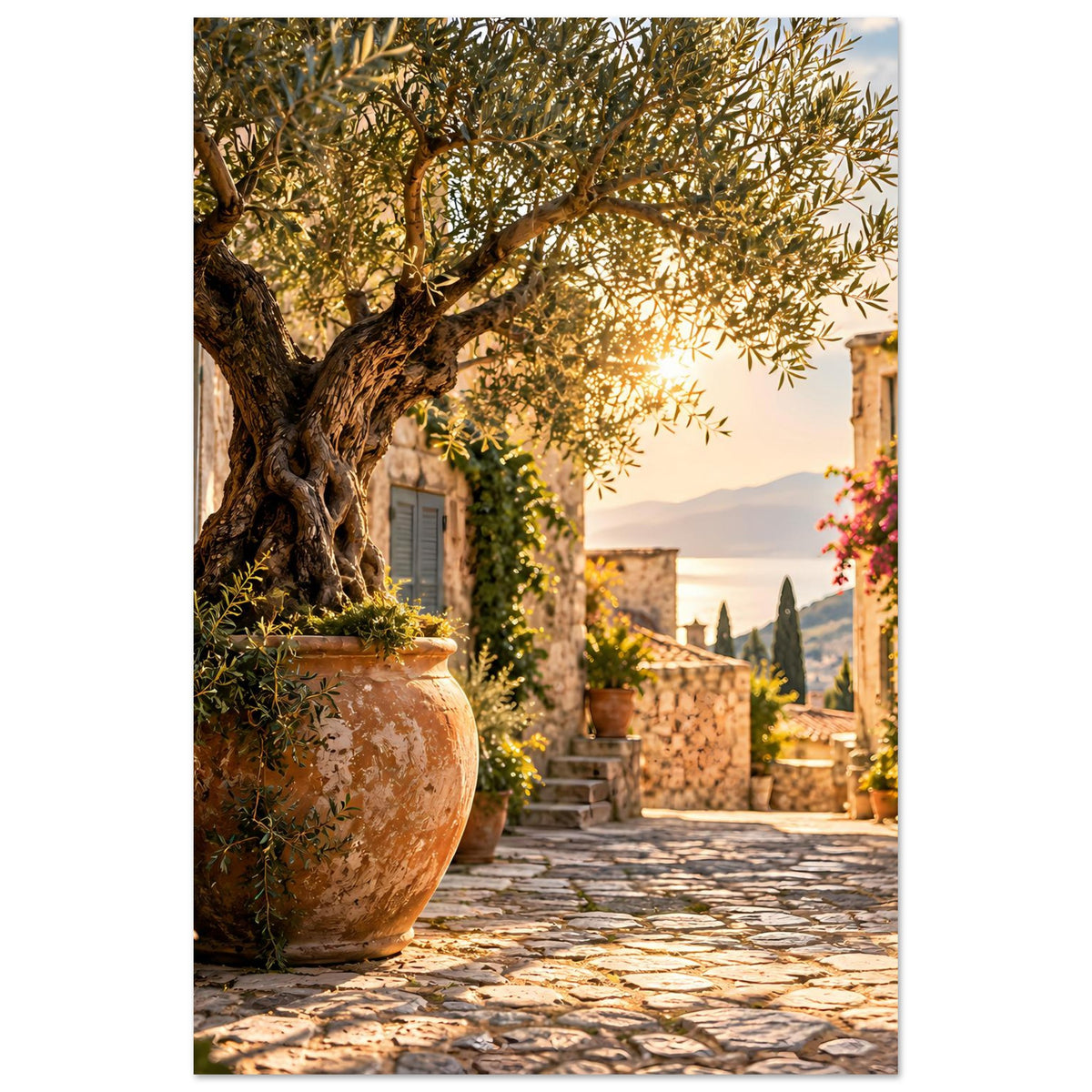Mediterranes Fotoposter (hochkant): Olivenbaum über Tongefäß, Wegpflaster