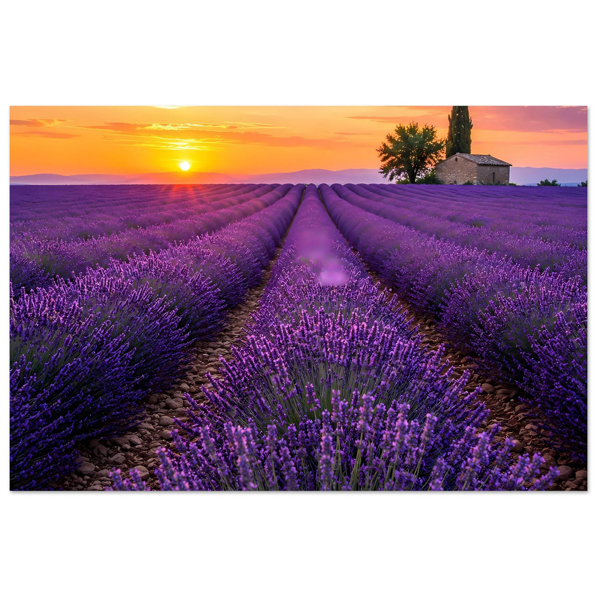 Querformat-Poster mit Lavendelfeld-Perspektive, violetter Blüte und Sonne am Horizont