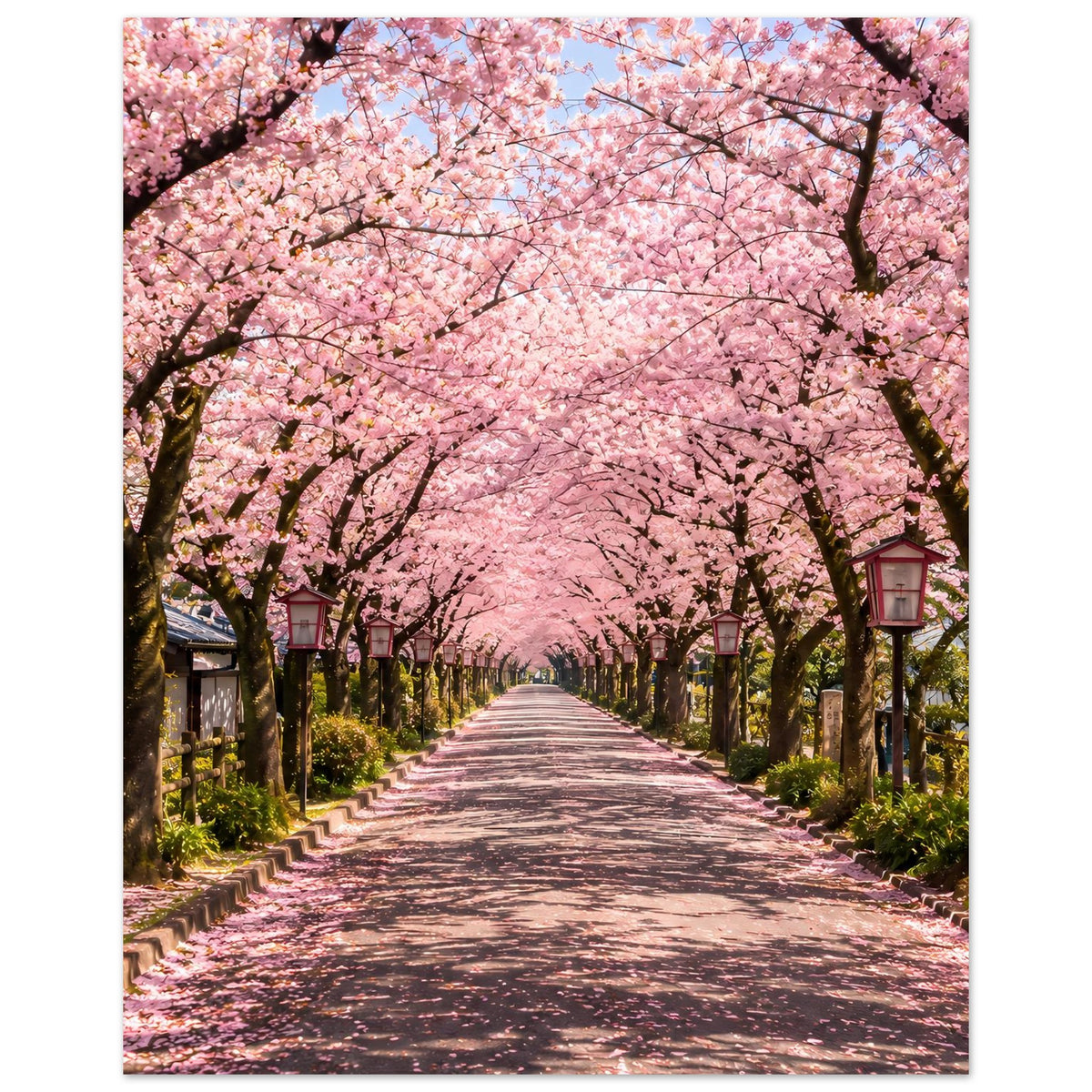 Kirschblütenposter: Straße durch eine rosa Blütenkulisse mit Baumreihen links und rechts