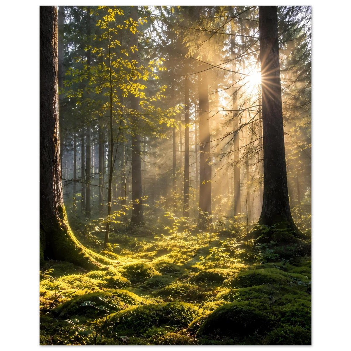 Waldposter: hohe Bäume mit Sonnenaufgangslicht und bewachsenem Waldboden