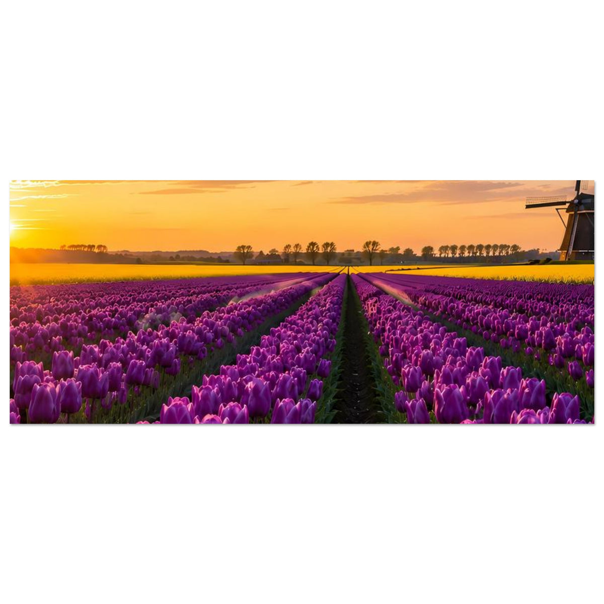 Querformatiges Poster mit violettem Tulpenfeld und Windmühle bei Sonnenuntergang