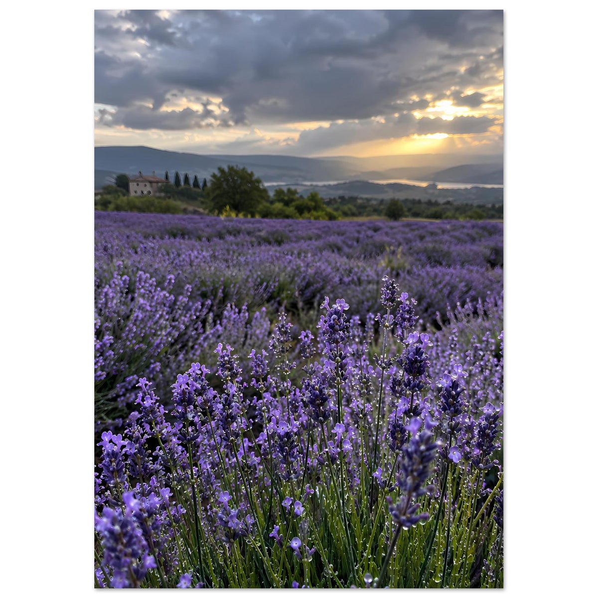 Poster mit Lavendelfeld in Reihe, lila Blüten und goldener Abendsonne