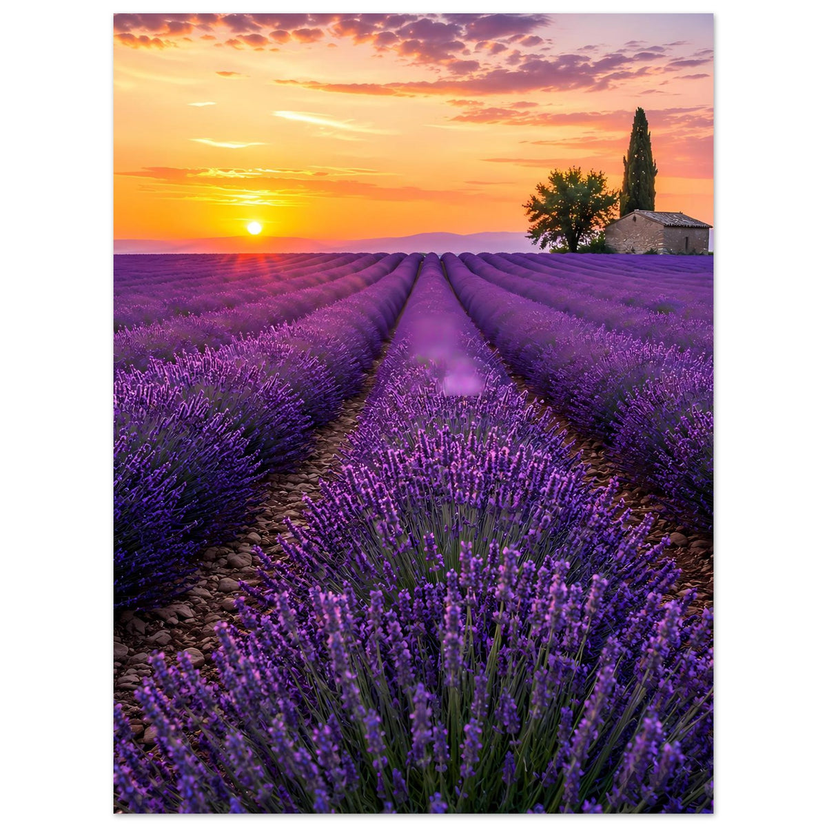 Poster mit Lavendelfeld und Sonnenuntergang, lila Blüten und kleines Gebäude rechts