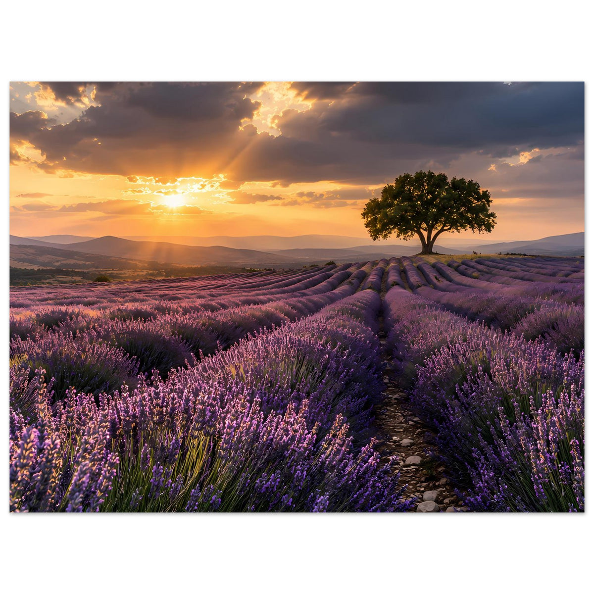 Poster mit Lavendelfeld beim Sonnenuntergang: Pfad durch violette Blüten, Baum im Bild