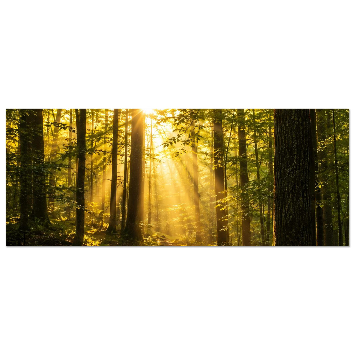 Poster Waldsonnenaufgang, goldene Sonnenstrahlen im Wald, weite Horizontansicht