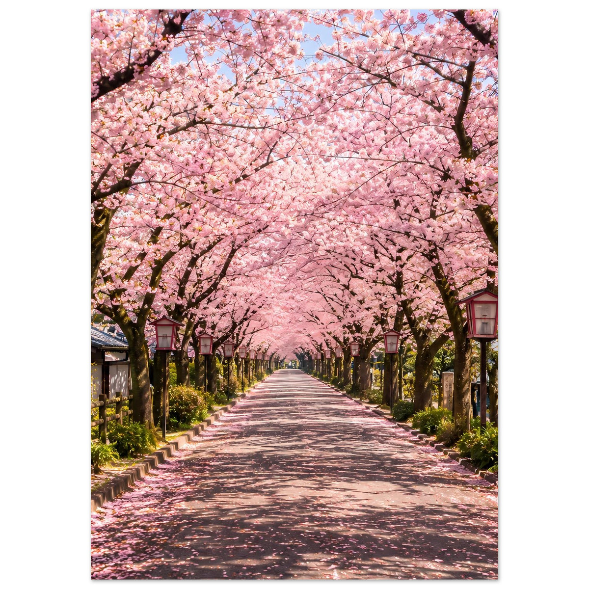 Poster im Hochformat mit Kirschblütenallee, rosa Blüten über dem Weg mit Laternen