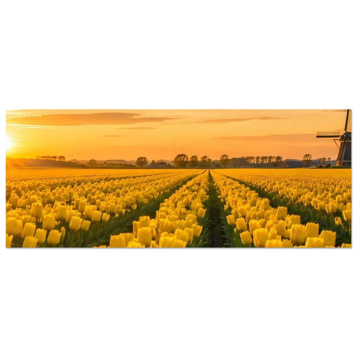 Poster: gelbes Tulpenfeld mit Sonnenuntergang und Windmühle rechts.