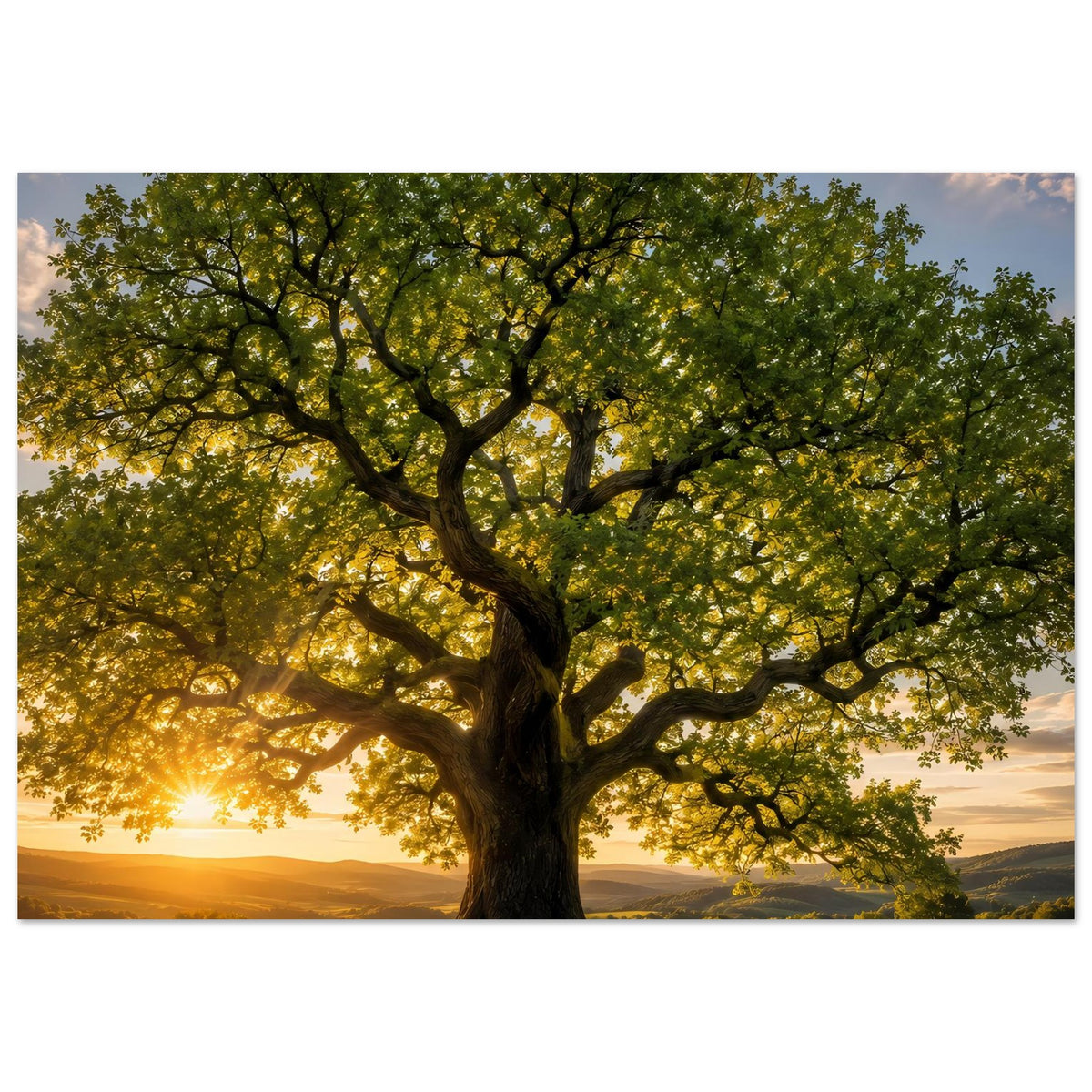 Baum-Poster mit ausgebreiteter Krone, leuchtender Abendsonne und grüner Umgebung
