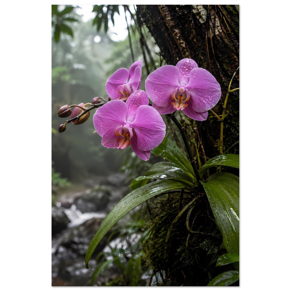 Orchideen-Poster mit drei rosafarbenen Phalaenopsisblüten, Knospen am linken Zweig und grünen Blättern