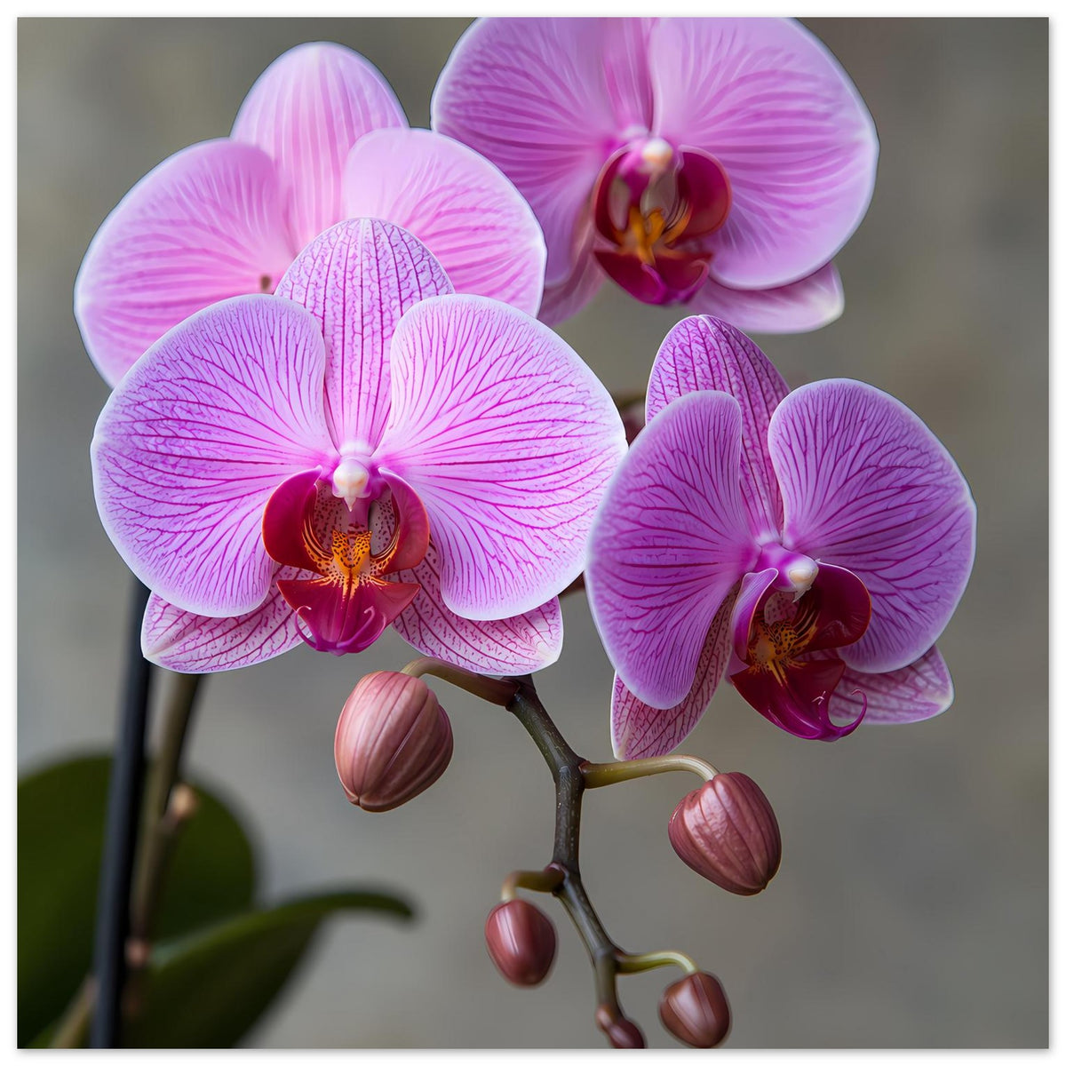 Orchideen-Porträt-Poster mit lila Blüten und Knospen am Zweig