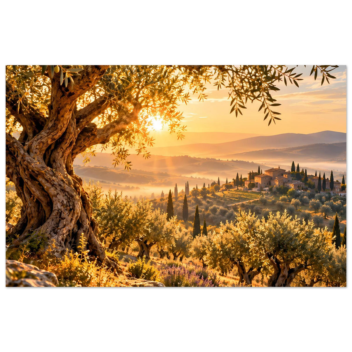 Querformat-Landschaftsposter mit Olivenhain bei Sonnenaufgang, knorriger Baum und Weite