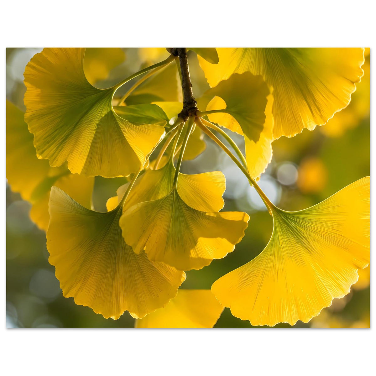 Poster mit gelben Ginkgoblättern an einem Zweig, enger Ausschnitt im Querformat