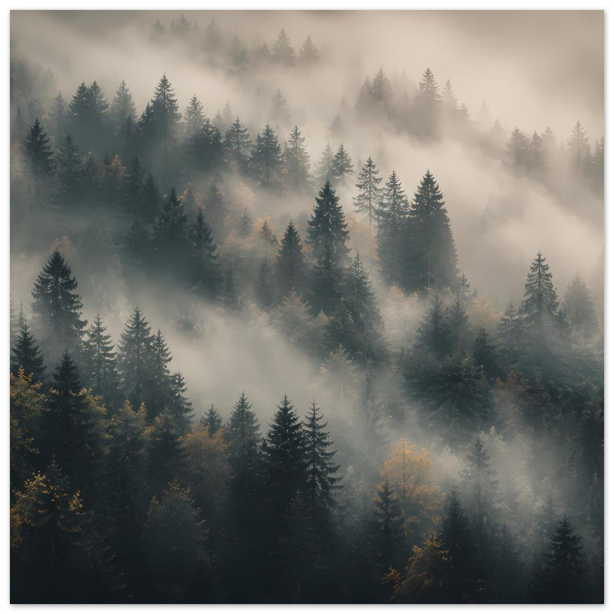 Poster mit nebligem Wald aus Tannen, weiche Lichtzonen im Hintergrund