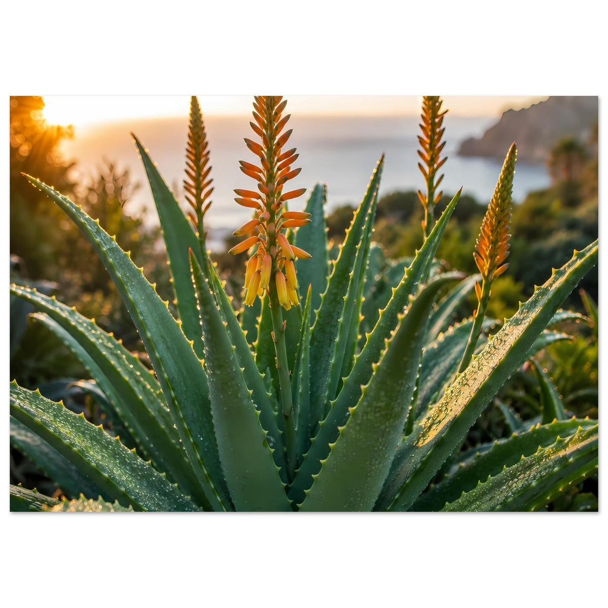 Botanisches Poster im Querformat: Aloe-Blattrosette mit orangefarbenem Blütenstand