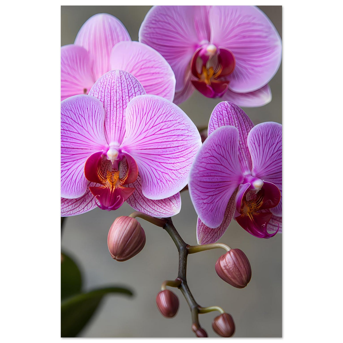 Orchideen-Porträtposter mit rosa-lila Orchideenblüten, Blütenknospen am Zweig