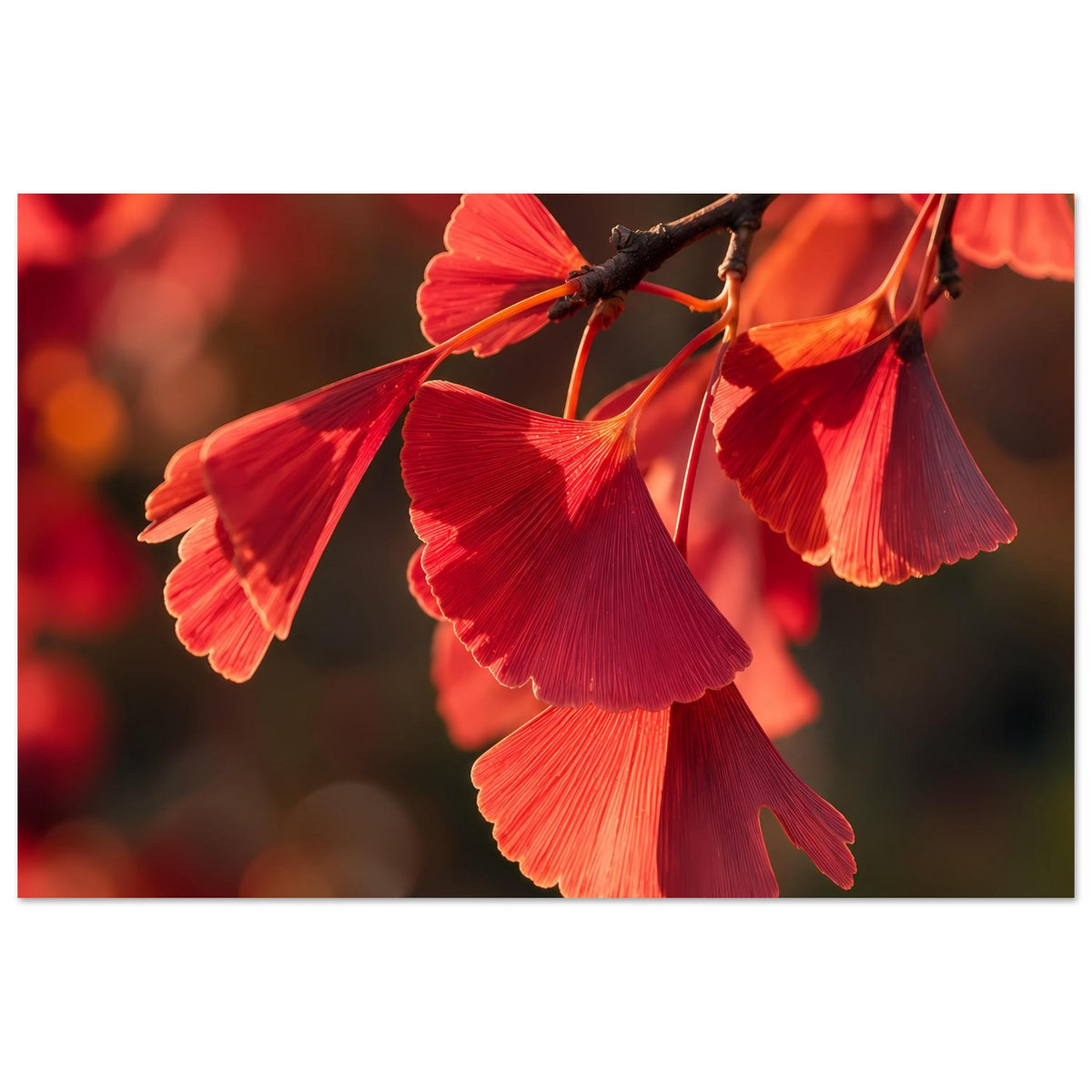 Poster im Querformat: rote Ginkgo-Blätter an einem dunklen Ast