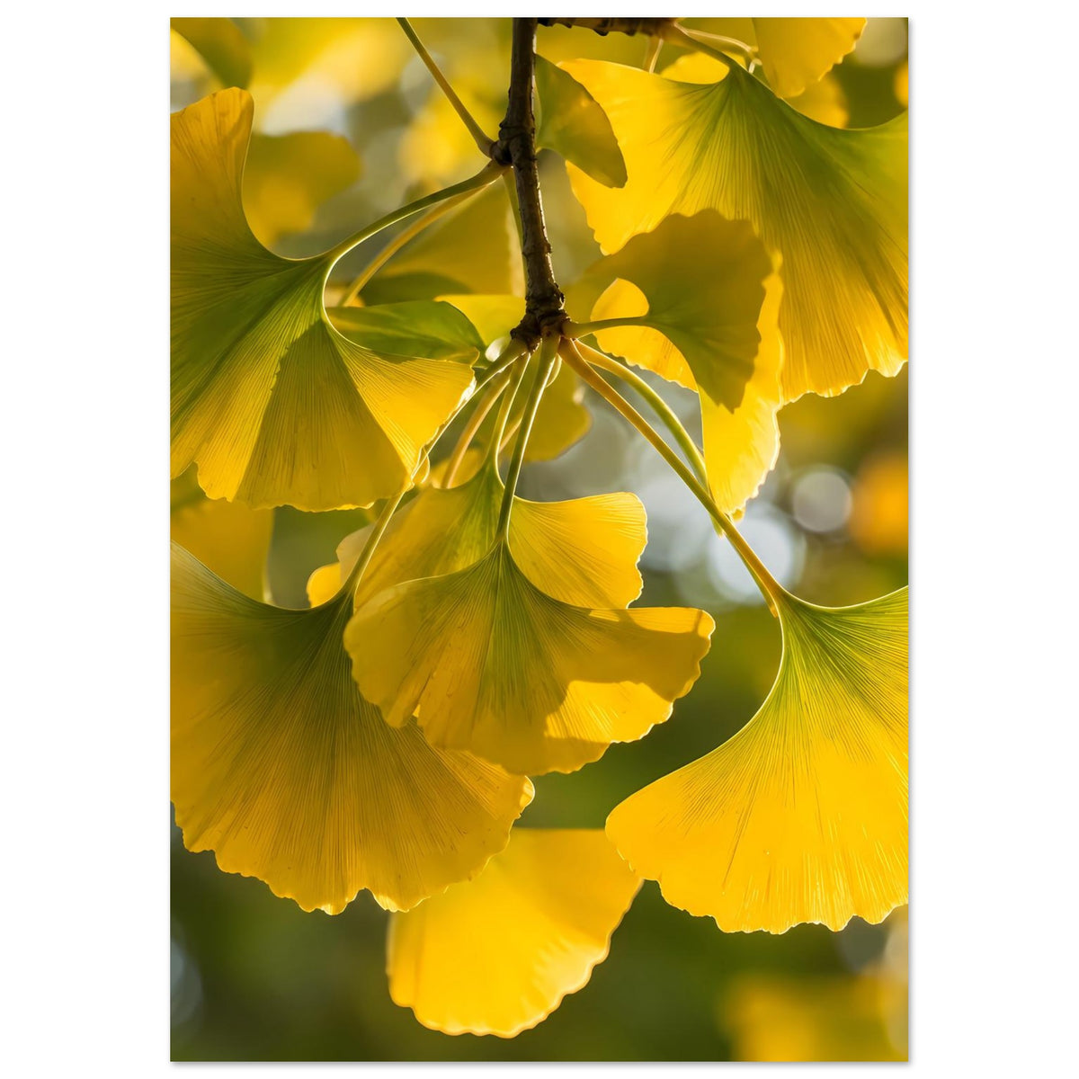 Ginkgoblatt-Poster mit großen gelben Blättern und grünem Zweig, auf mattem Premiumpapier.