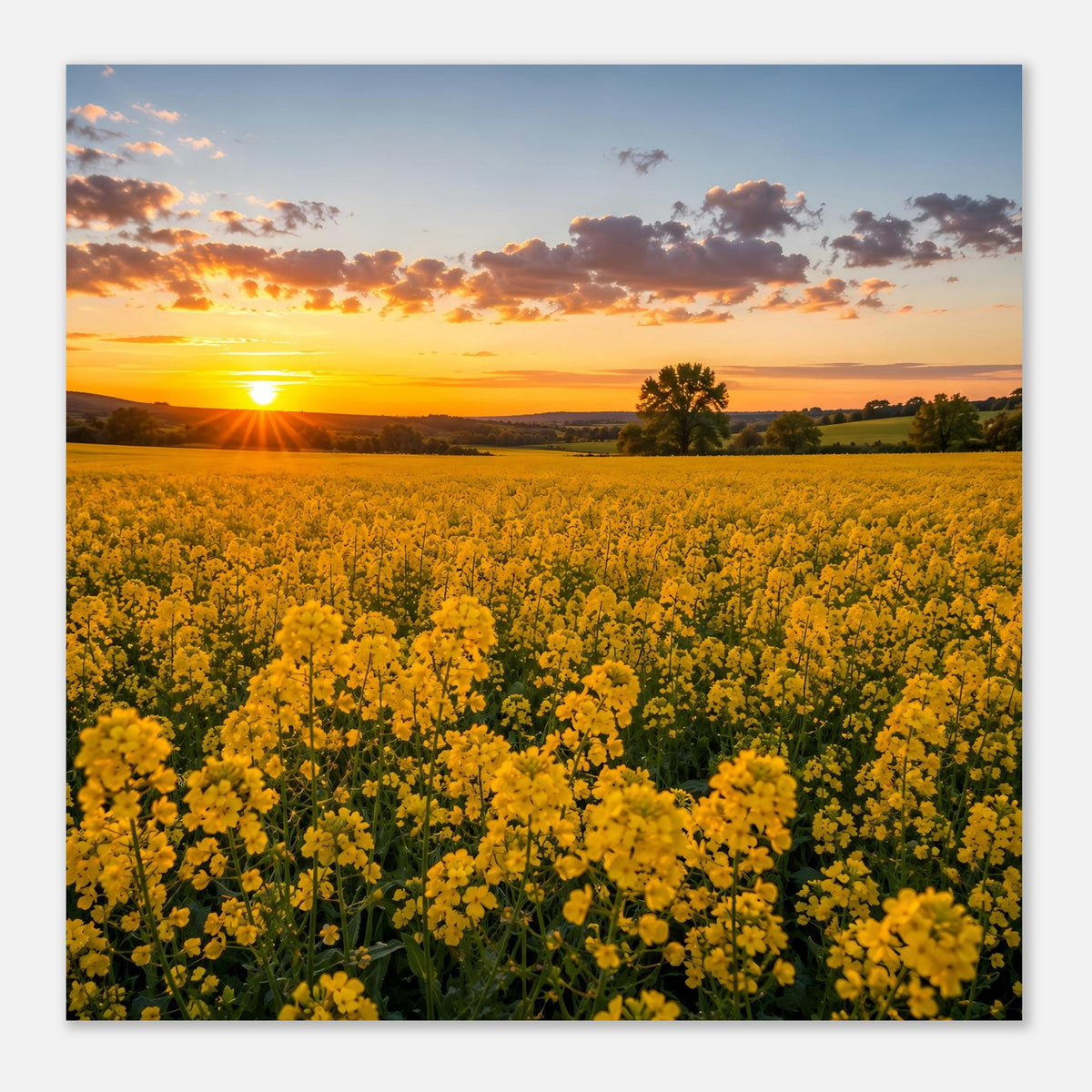 Landschaftsposter: gelbe Blütenwiese, Sonne links, Hügel und Baum im Sonnenuntergang