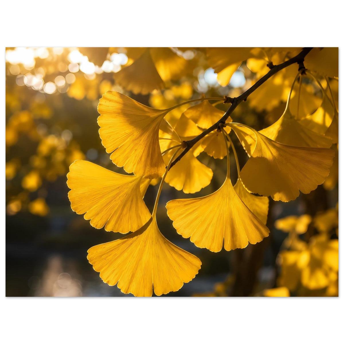 Botanisches Poster mit gelben Ginkgoblättern an dunkler Astgabel, klare Konturen.