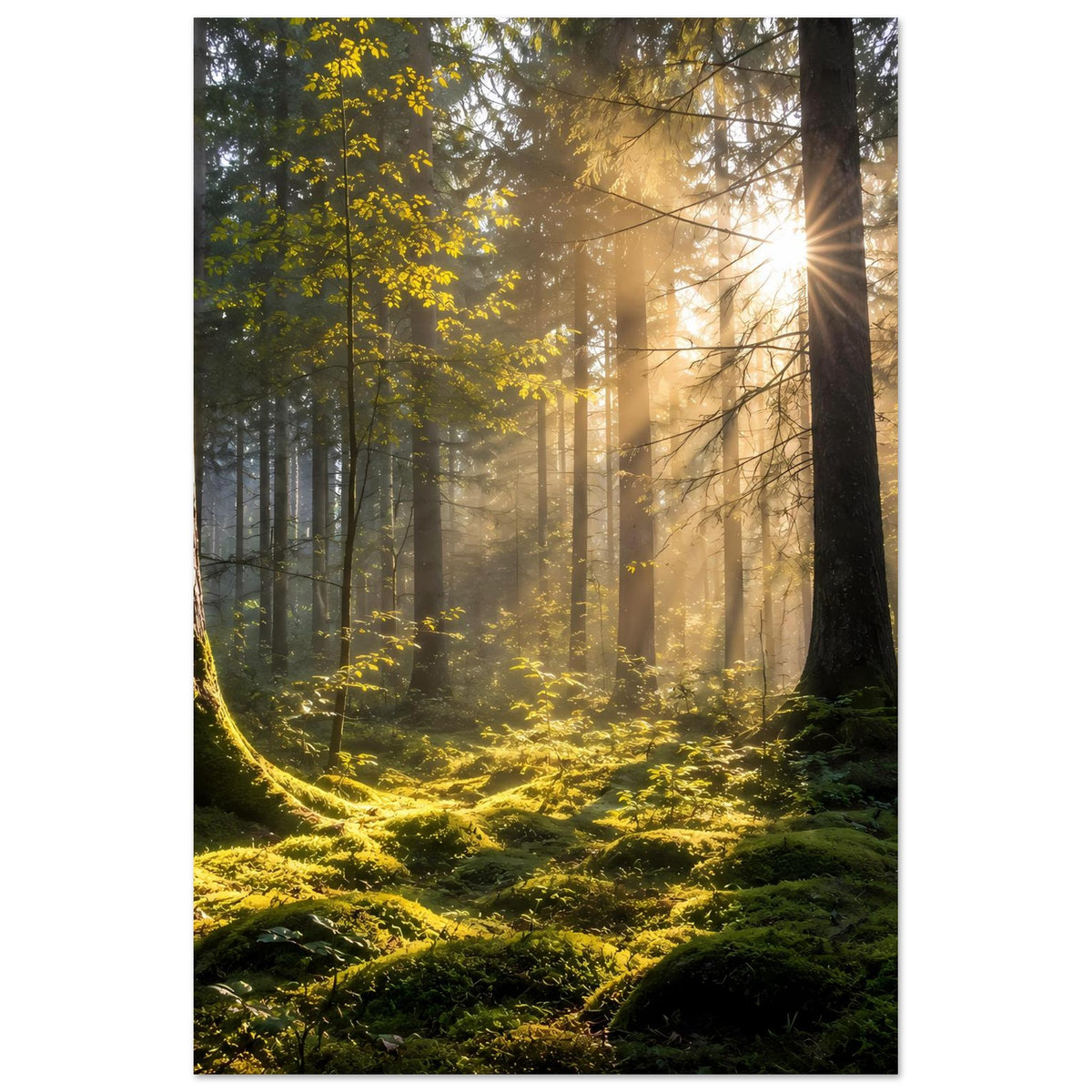 Poster im Hochformat mit Waldszene, Sonnenstrahlen durch die Bäume und Moos