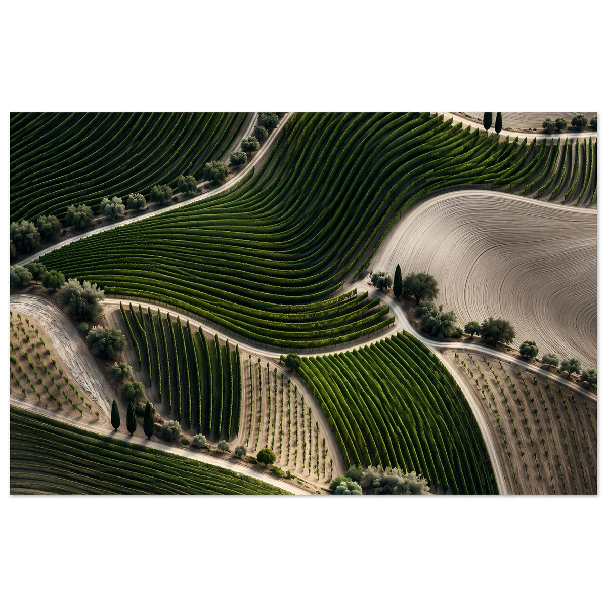 Landschaftsposter mit Weinbergterrassen: grüne Rebzeilen, helle Wege, querformat.