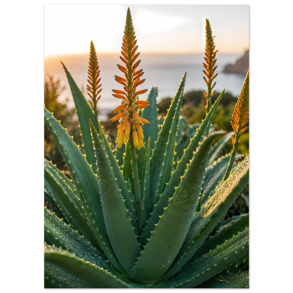 Poster mit Aloe-Pflanze und orangefarbenen Blütentrieben, hochformatige Nahansicht