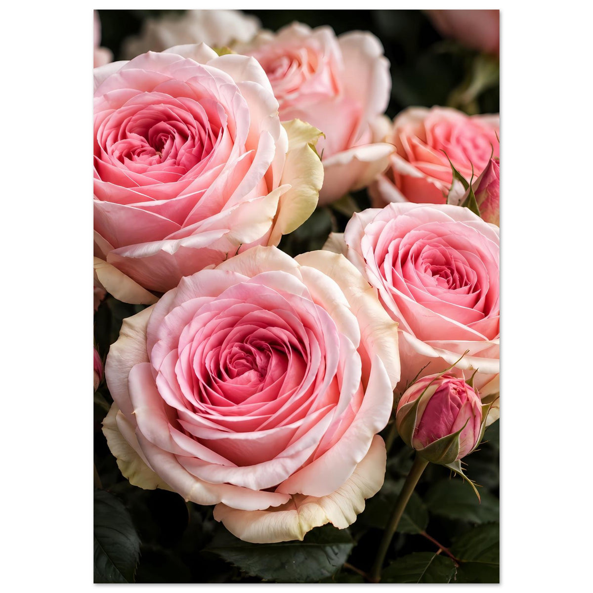 Wandposter im Hochformat mit rosa Rosenblüten und grünen Blattdetails
