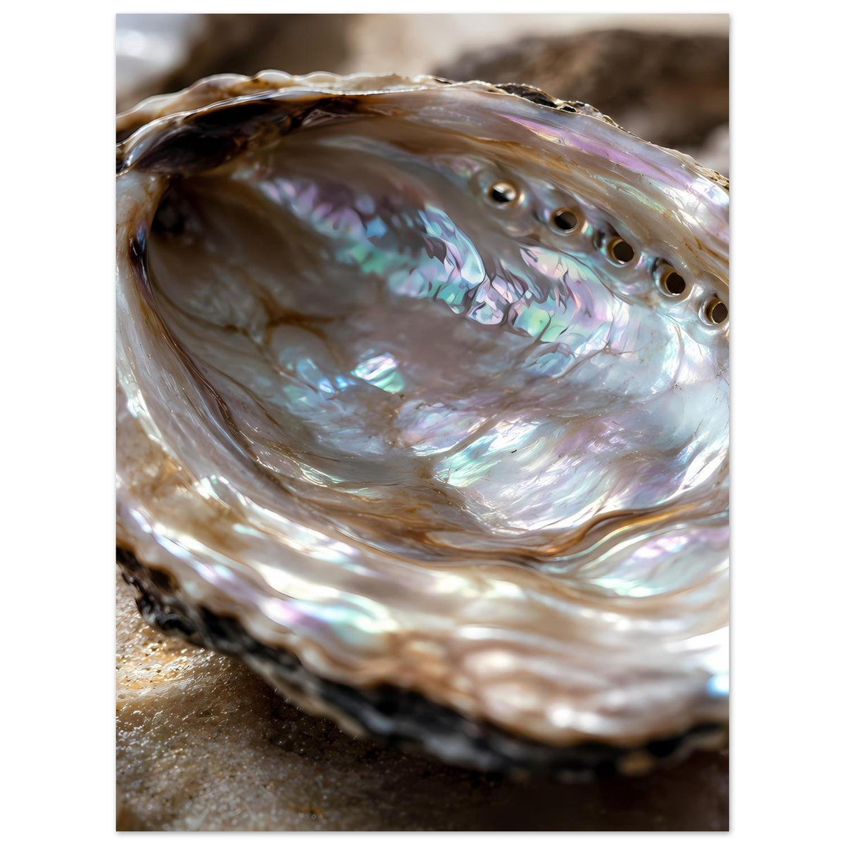 Schillernde Abalone-Muschel mit Perlmuttglanz, Ausschnitt mit Rand und Öffnungen