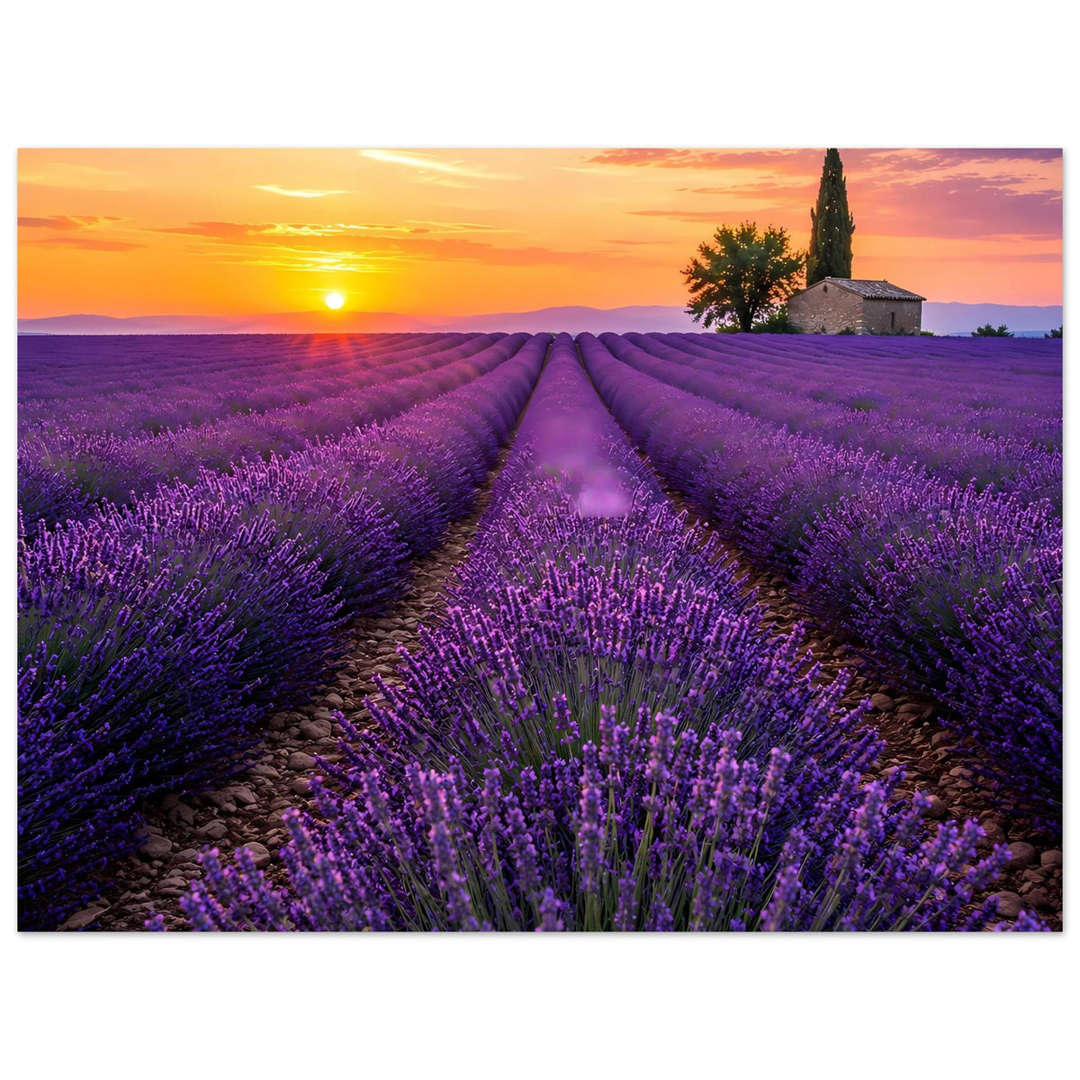 Lavendel-Feldposter mit Sonnenuntergang, lila Blütenreihen und Weg zum Kirchturm