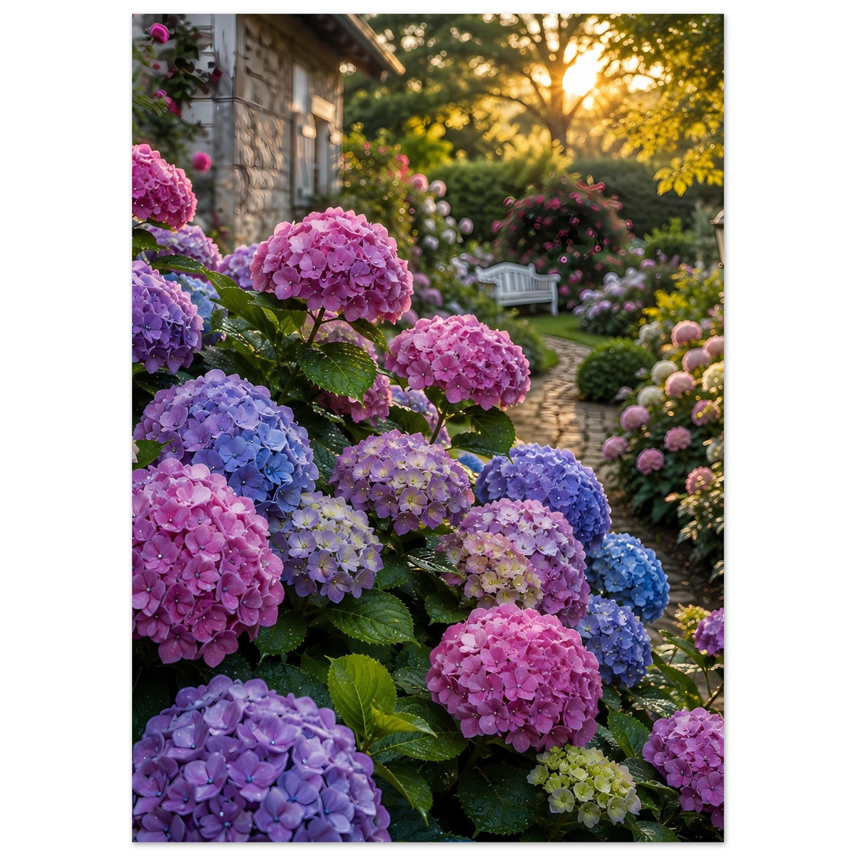 Premium-Poster mit lila und blauen Hortensien und Gartenweg, ohne sichtbaren Zaun